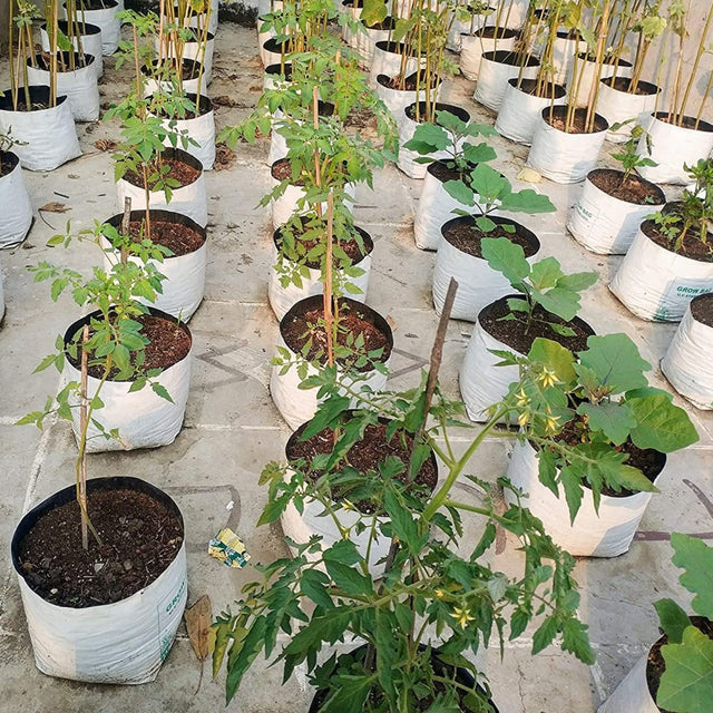 Artificial Plants / Flowers