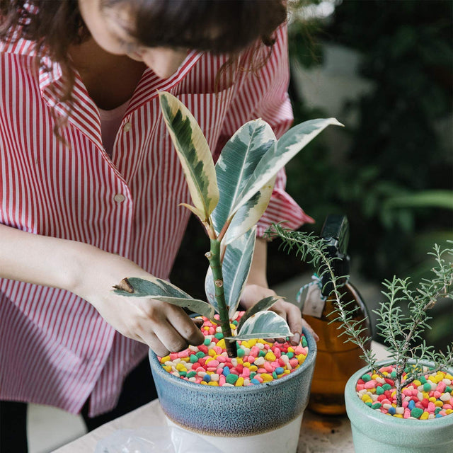 Garden & Home Decor