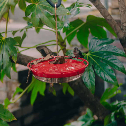 Collection image for: Bird Feeder