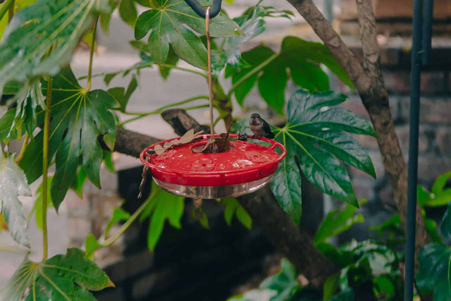 Bird Feeder