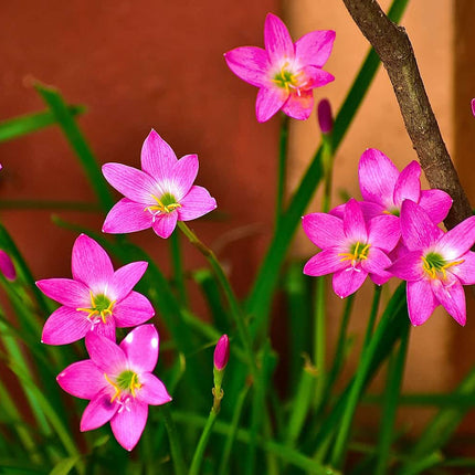 Collection image for: Bulbs Summer