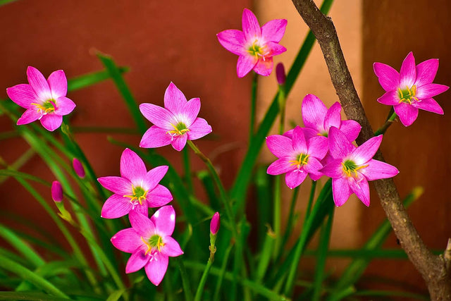 Bulbs Summer