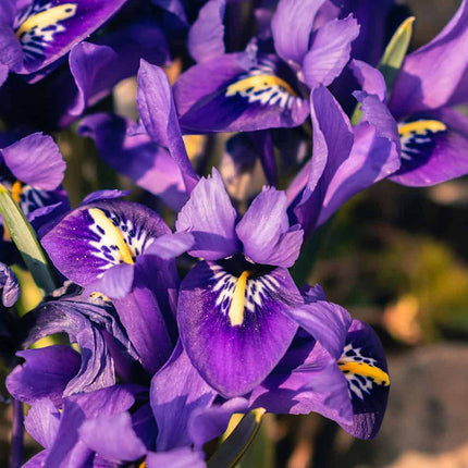 Collection image for: Bulbs Winter