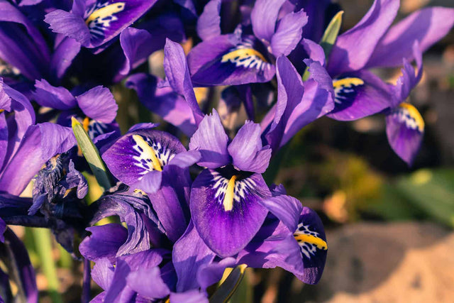 Bulbs Winter