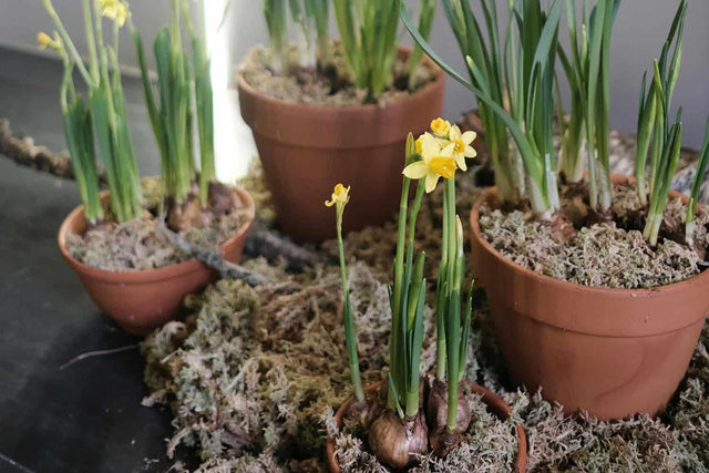 Flower Bulbs