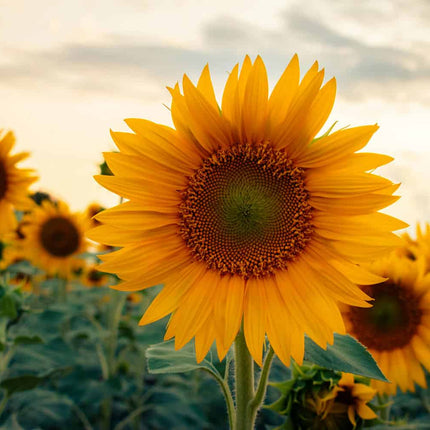 Collection image for: Flowers Summer