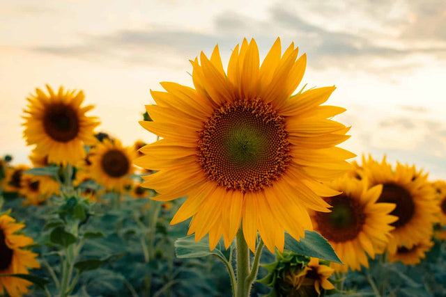 Flowers Summer