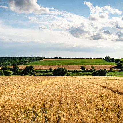 Collection image for: Fodder Summer