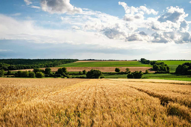Fodder Summer
