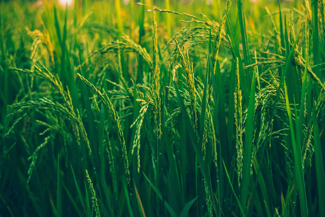 Grains Winter