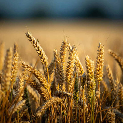 Collection image for: Grains Summer