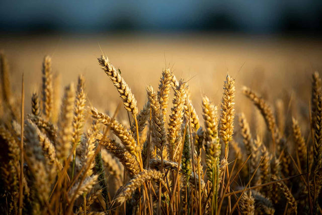 Grains Summer