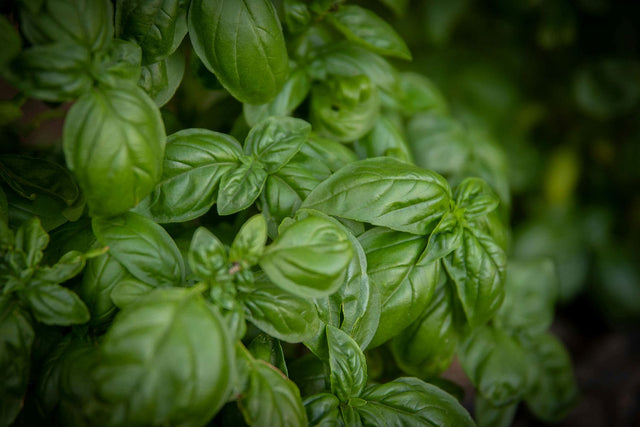 Herbs Summer