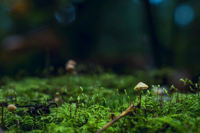 Moss