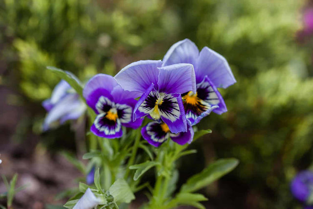 Flowers Winter