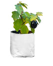 Pack Of 30 16x16x30 CM