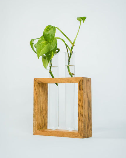 TrustBasket Test Tube Planter | Set of 2 Desk Money Plant Glass Pot | Money Plant Pots for Home Decor | Glass Planters for Indoor Plants | Water Plant Pot | Hydroponic Pots | Glass Tube for Plants
