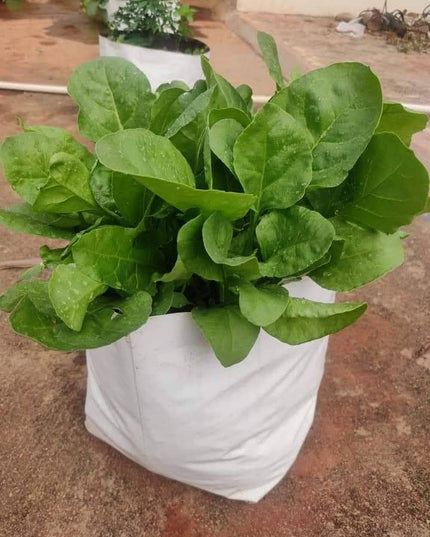 Anandi Green's White Color UV Protected Double Layer Poly Plastic Grow Bag for Home Garden Terrace Gardening Kitchen Gardening (Pack of 6 28x28x50 CM)