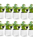 Pack Of 6 28x28x50 CM