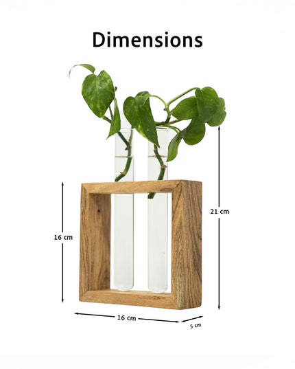 TrustBasket Test Tube Planter | Set of 2 Desk Money Plant Glass Pot | Money Plant Pots for Home Decor | Glass Planters for Indoor Plants | Water Plant Pot | Hydroponic Pots | Glass Tube for Plants