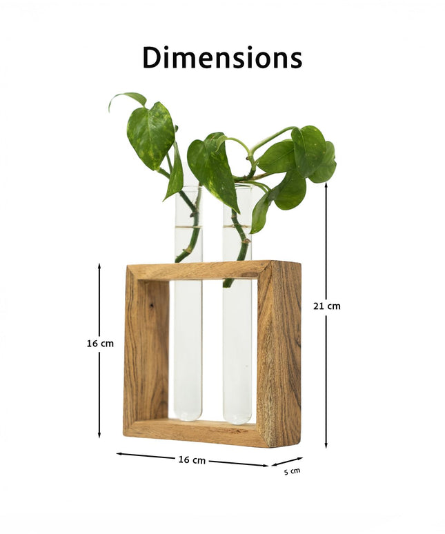 TrustBasket Test Tube Planter | Set of 2 Desk Money Plant Glass Pot | Money Plant Pots for Home Decor | Glass Planters for Indoor Plants | Water Plant Pot | Hydroponic Pots | Glass Tube for Plants