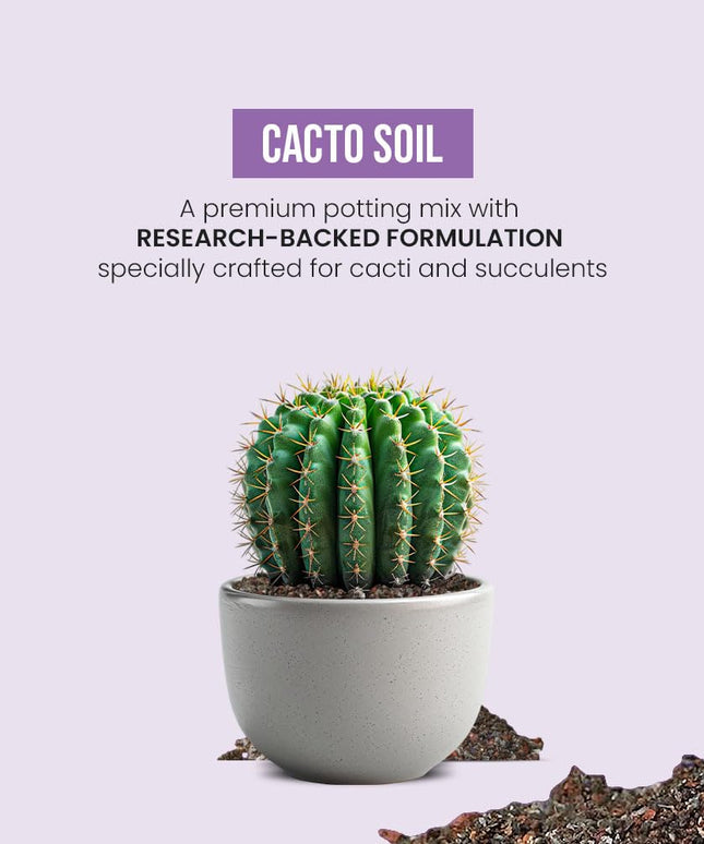 IFFCO Urban Gardens - Cacto Soil 5 Kg - Organic Succulent Potting Soil Mix - Promotes Aeration & Water Retention - 100% Natural with Added Nutrients Succulents & Cactus