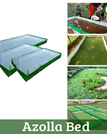 250 GSM HDPE UV Stabilize, (Green, 4ftx2ftx1 ft) - Pack of 1 - Mini Azolla Bed