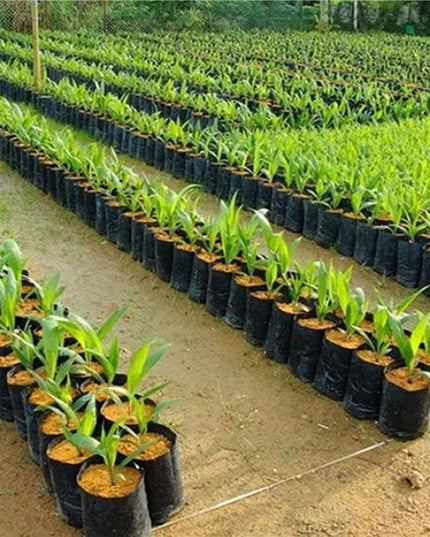 Garden Plastic UV Protected Poly Grow Nursery Plant Bags | Plant Bags for Home Garden |(Black, 5 X 7 inch) -50 Qty