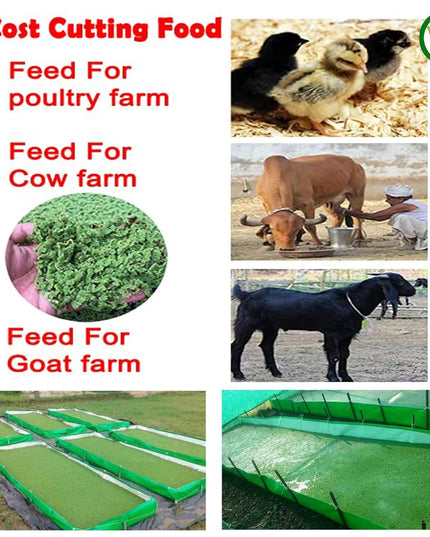 250 GSM HDPE UV Stabilize, (Green, 4ftx2ftx1 ft) - Pack of 1 - Mini Azolla Bed