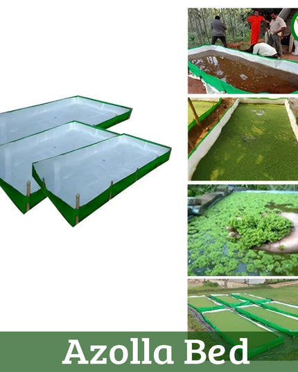 250 GSM HDPE UV Stabilize, (Green, 4ftx2ftx1 ft) - Pack of 1 - Mini Azolla Bed