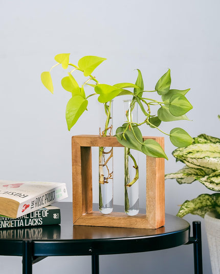 TrustBasket Test Tube Planter | Set of 2 Desk Money Plant Glass Pot | Money Plant Pots for Home Decor | Glass Planters for Indoor Plants | Water Plant Pot | Hydroponic Pots | Glass Tube for Plants