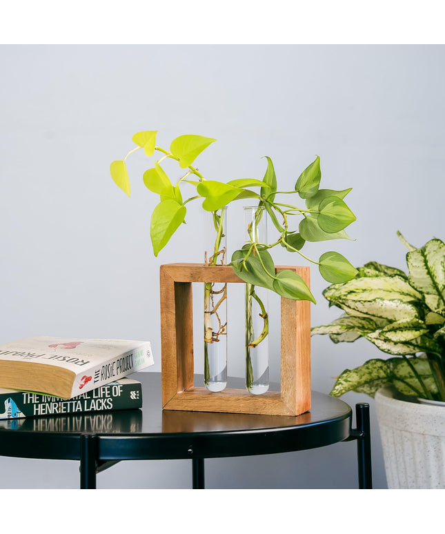 TrustBasket Test Tube Planter | Set of 2 Desk Money Plant Glass Pot | Money Plant Pots for Home Decor | Glass Planters for Indoor Plants | Water Plant Pot | Hydroponic Pots | Glass Tube for Plants