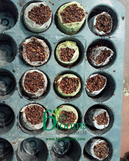 Seedling Tray for Plants, Reusable Germination Tray, Nursery Trays for Seedling, Sapling, Seed Starter & Growing Tray, 50 Cells Set of 10