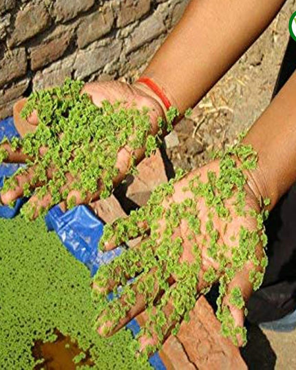 250 GSM HDPE UV Stabilize, (Green, 4ftx2ftx1 ft) - Pack of 1 - Mini Azolla Bed