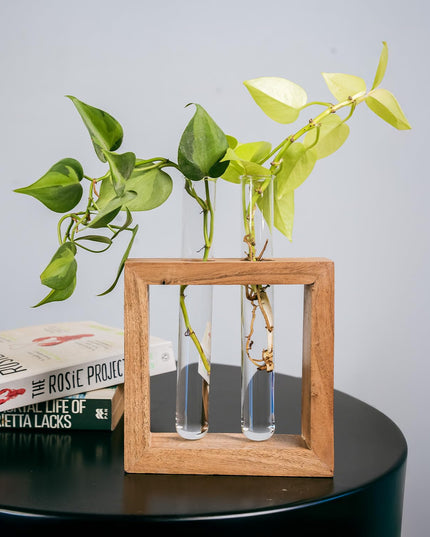 TrustBasket Test Tube Planter | Set of 2 Desk Money Plant Glass Pot | Money Plant Pots for Home Decor | Glass Planters for Indoor Plants | Water Plant Pot | Hydroponic Pots | Glass Tube for Plants