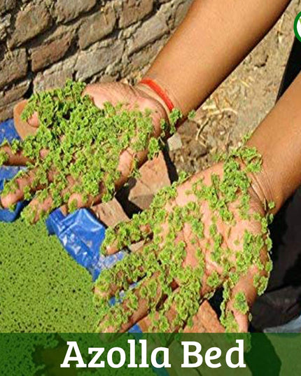 250 GSM HDPE UV Stabilize, (Green, 4ftx2ftx1 ft) - Pack of 1 - Mini Azolla Bed