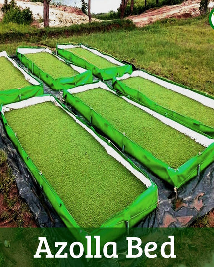 250 GSM HDPE UV Stabilize, (Green, 4ftx2ftx1 ft) - Pack of 1 - Mini Azolla Bed