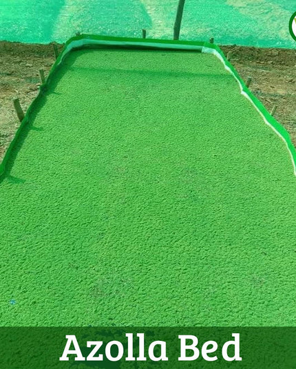 250 GSM HDPE UV Stabilize, (Green, 4ftx2ftx1 ft) - Pack of 1 - Mini Azolla Bed