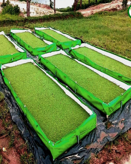 250 GSM HDPE UV Stabilize, (Green, 4ftx2ftx1 ft) - Pack of 1 - Mini Azolla Bed
