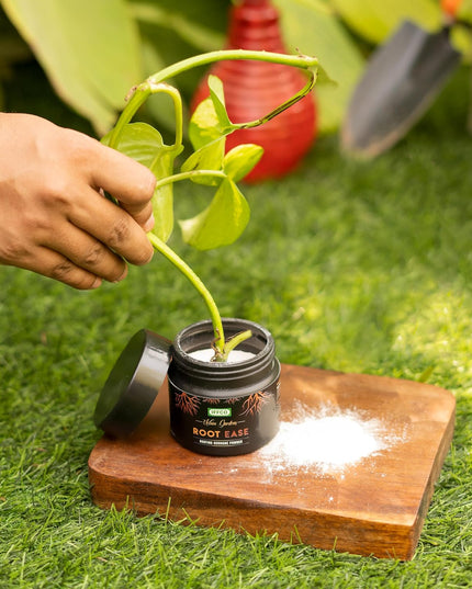 IFFCO Urban Gardens - Root Ease - 50gm - Rooting Hormone Powder - Promote Fast Root Growth from Plant Cuttings & Grafting - All Purpose Plant Growth Nutrition